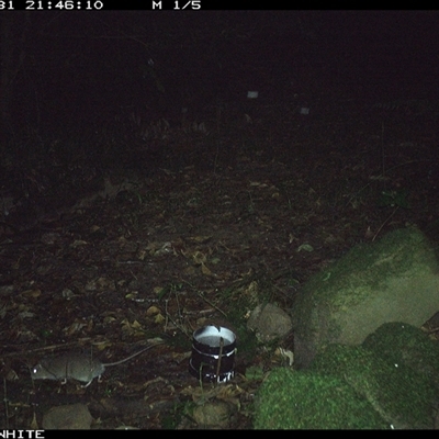Rattus fuscipes (Bush Rat) at Foxground, NSW - 31 Oct 2024 by howie