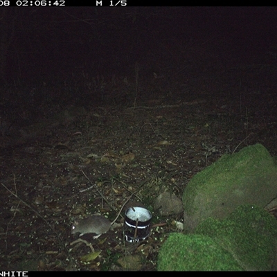 Rattus fuscipes (Bush Rat) at Foxground, NSW - 8 Nov 2024 by howie
