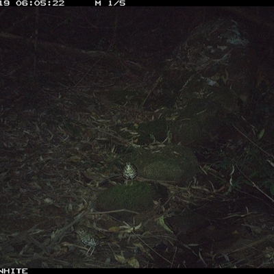Zoothera lunulata (Bassian Thrush) at Foxground, NSW - 19 Sep 2024 by howie