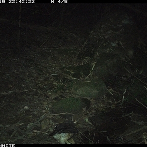 Ninox boobook (Southern Boobook) at Foxground, NSW - 19 Sep 2024 by howie