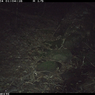 Rattus fuscipes (Bush Rat) at Foxground, NSW - 24 Sep 2024 by howie