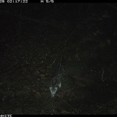 Felis catus (Feral Cat) at Foxground, NSW - 29 Sep 2024 by howie