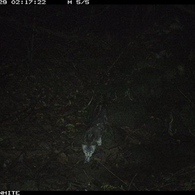 Felis catus (Feral Cat) at Foxground, NSW - 29 Sep 2024 by howie