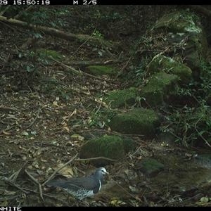 Leucosarcia melanoleuca (Wonga Pigeon) at Foxground, NSW - 29 Sep 2024 by howie