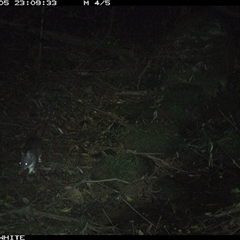 Perameles nasuta (Long-nosed Bandicoot) at Foxground, NSW - 5 Oct 2024 by howie