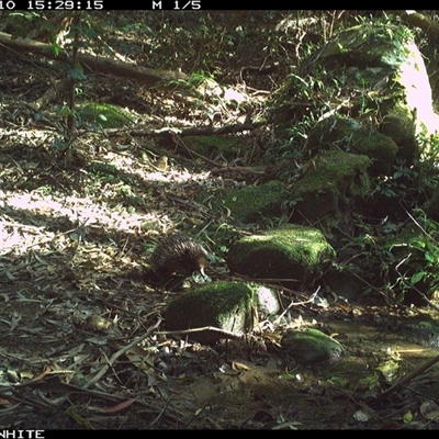 Tachyglossus aculeatus (Short-beaked Echidna) at Foxground, NSW - 10 Oct 2024 by howie