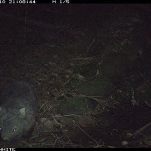 Vombatus ursinus (Bare-nosed Wombat) at Foxground, NSW - 10 Oct 2024 by howie