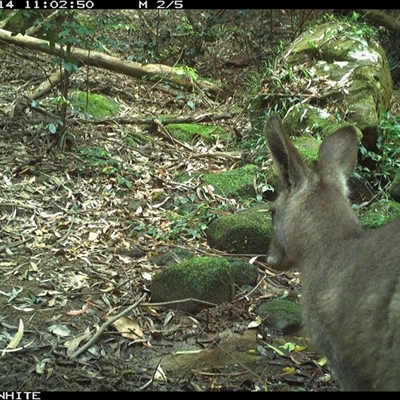 Macropus giganteus (Eastern Grey Kangaroo) at Foxground, NSW - 14 Oct 2024 by howie