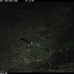 Trichosurus cunninghami (Mountain Brushtail Possum, Southern Bobuck) at Foxground, NSW - 25 Oct 2024 by howie