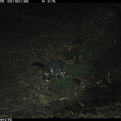 Trichosurus cunninghami (Mountain Brushtail Possum, Southern Bobuck) at Foxground, NSW - 25 Oct 2024 by howie