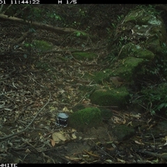 Macropygia phasianella (Brown Cuckoo-dove) at Foxground, NSW - 1 Nov 2024 by howie