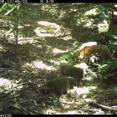 Vulpes vulpes (Red Fox) at Foxground, NSW - 8 Nov 2024 by howie