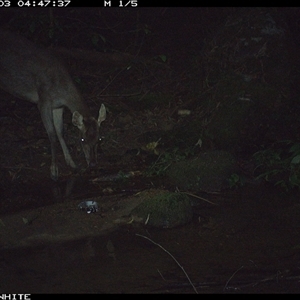 Cervus unicolor (Sambar Deer) at Foxground, NSW - 3 Dec 2024 by howie