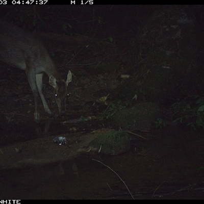 Cervus unicolor (Sambar Deer) at Foxground, NSW - 3 Dec 2024 by howie