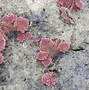 Azolla pinnata (Ferny Azolla) at Evatt, ACT - 16 May 2025 by Tapirlord