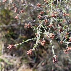 Cryptandra speciosa subsp. speciosa (Silky Cryptandra) at Strathnairn, ACT - 9 May 2025 by Tapirlord