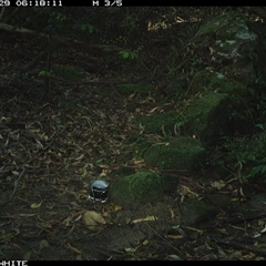 Macropodidae (family) (Unknown kangaroo or wallaby) at Foxground, NSW - 29 Oct 2024 by howie