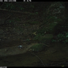 Tachyspiza novaehollandiae (Grey Goshawk) at Foxground, NSW - 3 Dec 2024 by howie