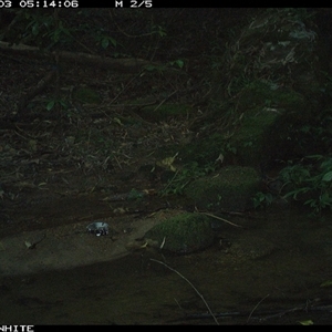 Tachyspiza novaehollandiae (Grey Goshawk) at Foxground, NSW - 3 Dec 2024 by howie