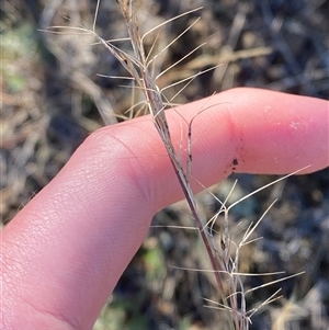 Aristida ramosa (Purple Wire Grass) at Strathnairn, ACT - 9 May 2025 by Tapirlord