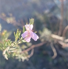 Westringia eremicola (Slender Western Rosemary) at Strathnairn, ACT - 9 May 2025 by Tapirlord