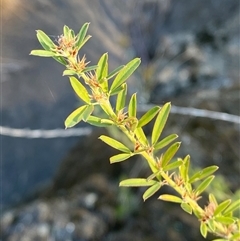 Lespedeza juncea subsp. sericea (Chinese Lespedeza) at Strathnairn, ACT - 9 May 2025 by Tapirlord