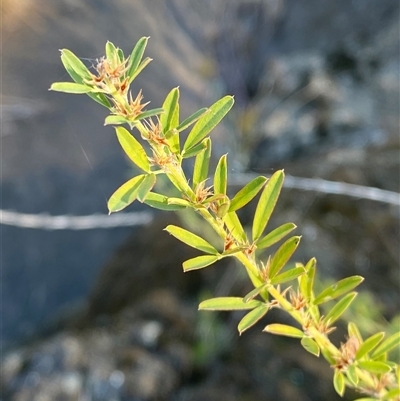 Lespedeza juncea subsp. sericea (Chinese Lespedeza) at Strathnairn, ACT - 9 May 2025 by Tapirlord
