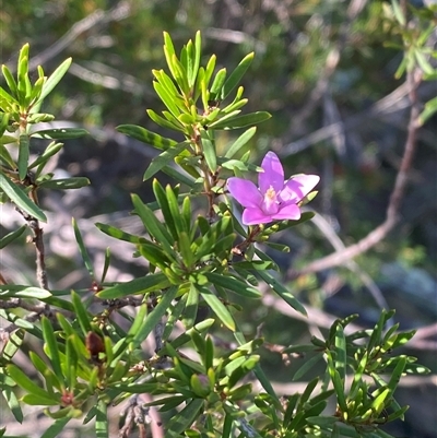 Crowea exalata subsp. exalata (Small Crowea) at Strathnairn, ACT - 9 May 2025 by Tapirlord