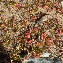 Ludwigia palustris (Marsh Purslane) at Uriarra Village, ACT - 8 May 2025 by Tapirlord