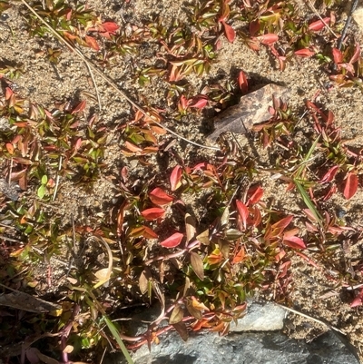 Ludwigia palustris (Marsh Purslane) at Uriarra Village, ACT - 8 May 2025 by Tapirlord