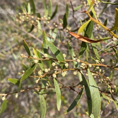 Acacia verniciflua (Varnish Wattle) at Uriarra Village, ACT - 8 May 2025 by Tapirlord