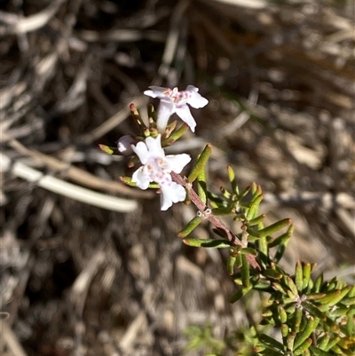 Westringia eremicola (Slender Western Rosemary) at Kambah, ACT - 2 May 2025 by Tapirlord