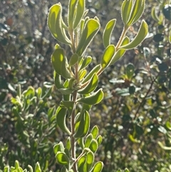 Persoonia rigida (Hairy Geebung) at Kambah, ACT - 2 May 2025 by Tapirlord