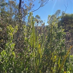 Bossiaea grayi (Murrumbidgee Bossiaea) at Kambah, ACT - 2 May 2025 by Tapirlord