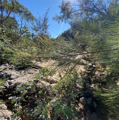 Casuarina cunninghamiana subsp. cunninghamiana (River She-Oak, River Oak) at Kambah, ACT - 2 May 2025 by Tapirlord