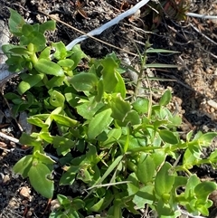 Gratiola peruviana (Australian Brooklime) at Kambah, ACT - 2 May 2025 by Tapirlord