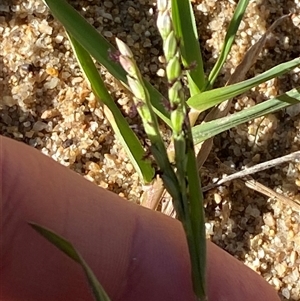 Paspalum distichum (Water Couch) at Kambah, ACT - 2 May 2025 by Tapirlord