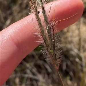 Dichanthium sericeum (Queensland Blue-grass) at Kambah, ACT - 2 May 2025 by Tapirlord