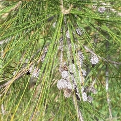 Casuarina cunninghamiana subsp. cunninghamiana (River She-Oak, River Oak) at Kambah, ACT - 1 May 2025 by Tapirlord