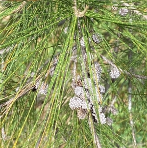 Casuarina cunninghamiana subsp. cunninghamiana at Kambah, ACT - 1 May 2025 02:49 PM