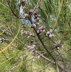 Casuarina cunninghamiana subsp. cunninghamiana at Kambah, ACT - 1 May 2025 02:49 PM