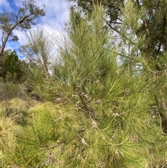 Casuarina cunninghamiana subsp. cunninghamiana at Kambah, ACT - 1 May 2025 02:49 PM