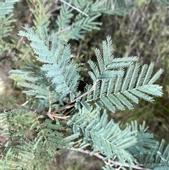 Acacia dealbata subsp. dealbata (Silver Wattle) at Kambah, ACT - 1 May 2025 by Tapirlord
