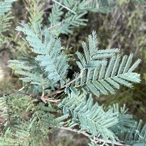 Acacia dealbata subsp. dealbata (Silver Wattle) at Kambah, ACT - 1 May 2025 by Tapirlord