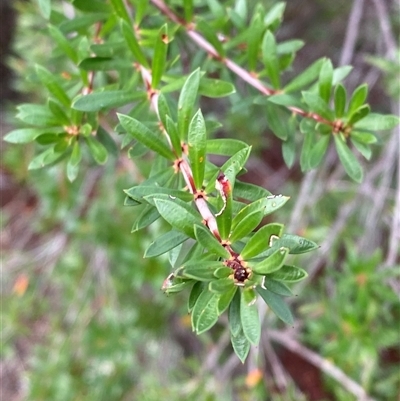 Micrantheum hexandrum (Box Micrantheum) at Kambah, ACT - 1 May 2025 by Tapirlord