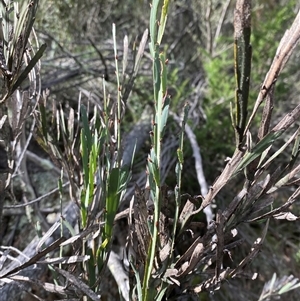Bossiaea grayi (Murrumbidgee Bossiaea) at Kambah, ACT - 1 May 2025 by Tapirlord