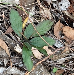 Ajuga australis (Austral Bugle) at Kambah, ACT - 1 May 2025 by Tapirlord