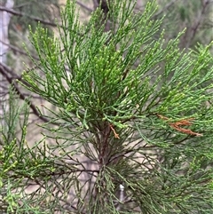 Callitris endlicheri (Black Cypress Pine) at Kambah, ACT - 1 May 2025 by Tapirlord