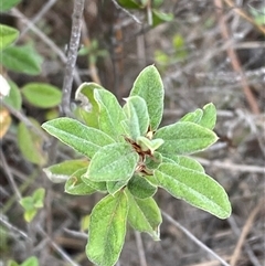 Pomaderris pallida (Pale Pomaderris) at Greenway, ACT - 1 May 2025 by Tapirlord