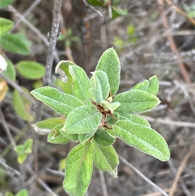 Pomaderris pallida (Pale Pomaderris) at Greenway, ACT - 1 May 2025 by Tapirlord